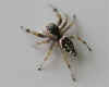 Spider1 (Small).jpg (17973 bytes)