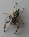 Spider2 (Small).jpg (15960 bytes)